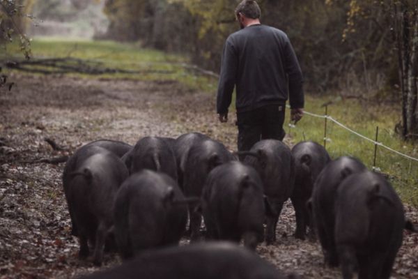 porcs noirs et éleveur gascons des demoiselles